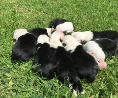 old english sheepdog for sale - 5