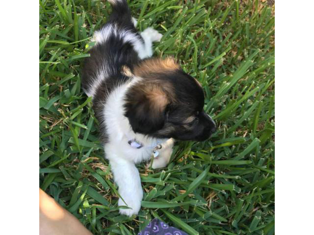 papillon puppies for sale in texas in Ackerly, Texas - Puppies for Sale