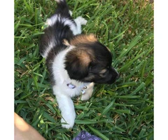 papillon puppies for sale in texas