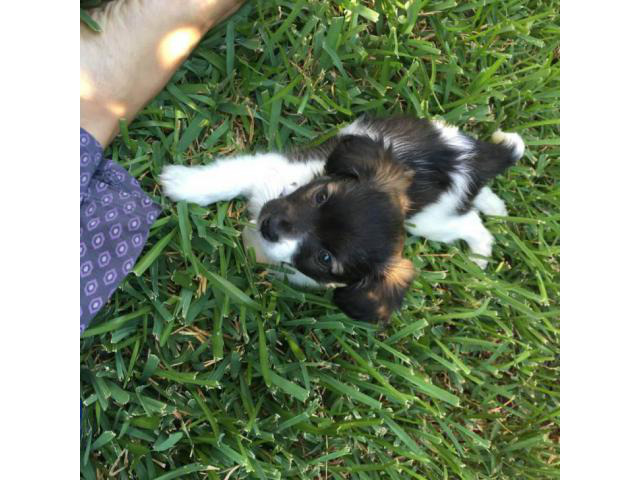 papillon puppies for sale in texas in Ackerly, Texas ...