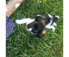 papillon puppies for sale in texas - 2