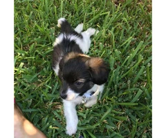 papillon puppies for sale in texas - 3