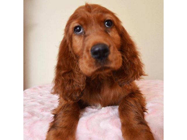 irish setter puppies for sale in pa in Monessen ...