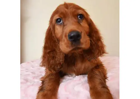 irish setter puppies for sale in pa