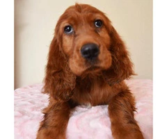 irish setter puppies for sale in pa
