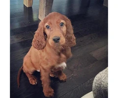 irish setter puppies for sale in pa - 2