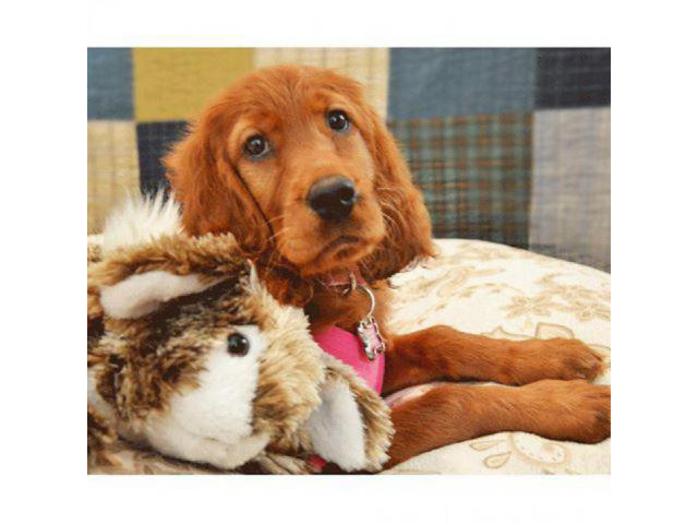 irish setter puppies for sale in pa in Monessen, Pennsylvania - Puppies for Sale Near Me