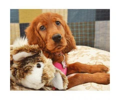 irish setter puppies for sale in pa - 3