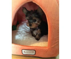 Yorkshire terriers for sale - 2