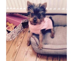 Yorkshire terriers for sale - 3