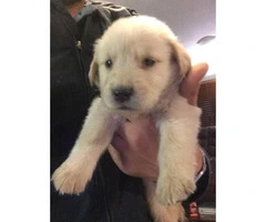 Golden retriever puppies for sale in iowa