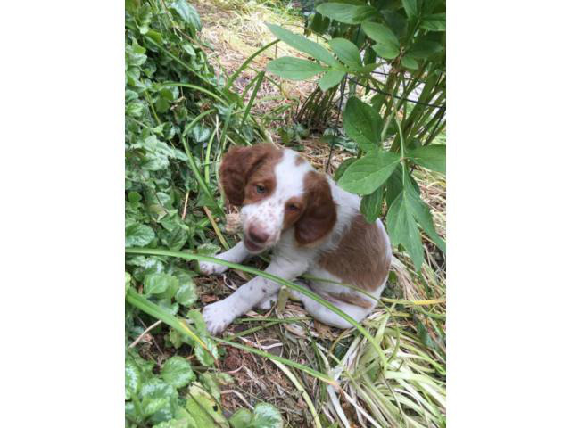 8 weeks old male Brittany Spaniel for sale in Americus ...