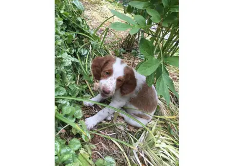 8 weeks old male Brittany Spaniel for sale