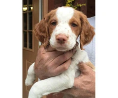 8 weeks old male Brittany Spaniel for sale