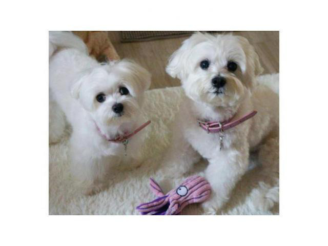 Adorable White Maltese Puppies for sale in Cleveland, Ohio ...
