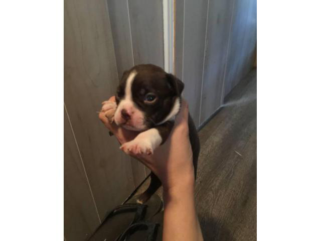 37 HQ Pictures Boston Terrier Puppies South Florida