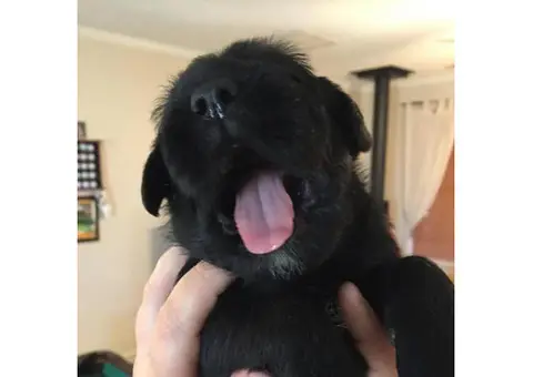 Black standard schnauzer puppies for sale