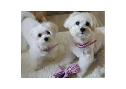 Adorable White Maltese Puppies for sale
