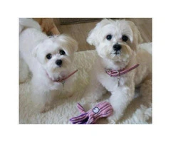 Adorable White Maltese Puppies for sale