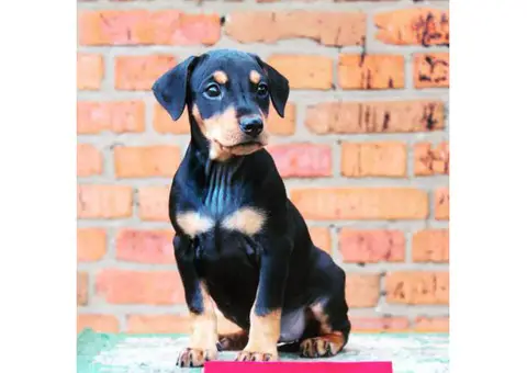 German pinscher puppies for sale