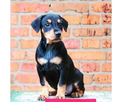 German pinscher puppies for sale