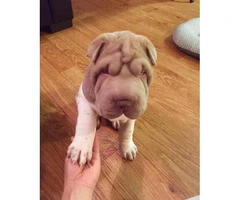 Shar pei puppy for sale