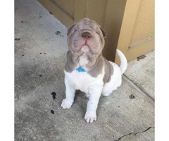 Shar pei puppy for sale - 2
