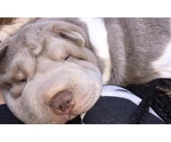 Shar pei puppy for sale - 3