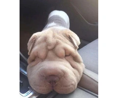 Shar pei puppy for sale - 4