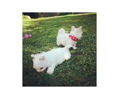Adorable White Maltese Puppies for sale - 2