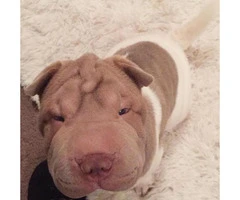 Shar pei puppy for sale - 5