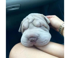 Shar pei puppy for sale - 6