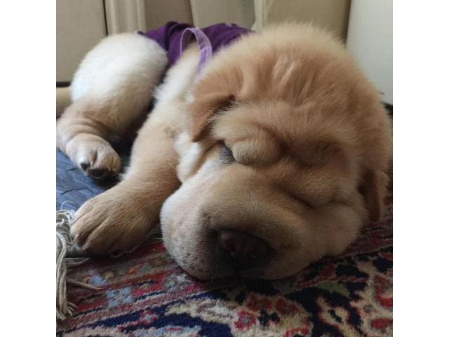 bear coat shar pei for sale near me