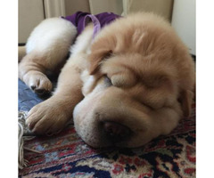bear coat shar pei for sale near me