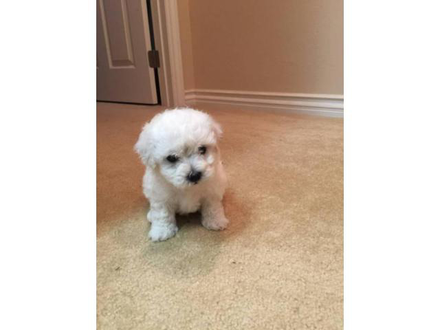 Bichon Frise Puppies For Sale In Ohio In Akron Ohio Puppies For