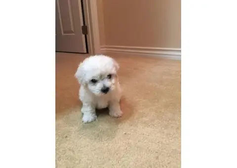 Bichon frise puppies for sale in ohio