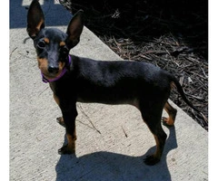 Manchester terrier for sale