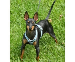 Manchester terrier for sale
