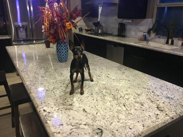 Manchester terrier for sale in Acmar, Alabama - Puppies ...