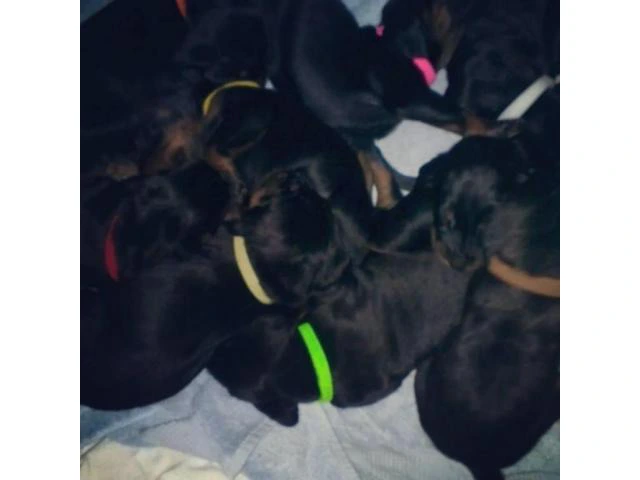 Black and tan coonhound puppies for sale - 1/3
