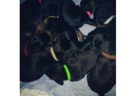 Black and tan coonhound puppies for sale