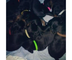 Black and tan coonhound puppies for sale - 1