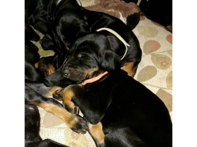 Black and tan coonhound puppies for sale - 2/3