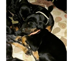 Black and tan coonhound puppies for sale - 2