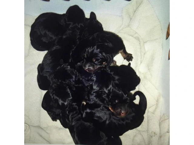 Black and tan coonhound puppies for sale - 3/3