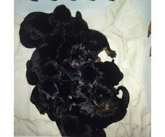 Black and tan coonhound puppies for sale - 3