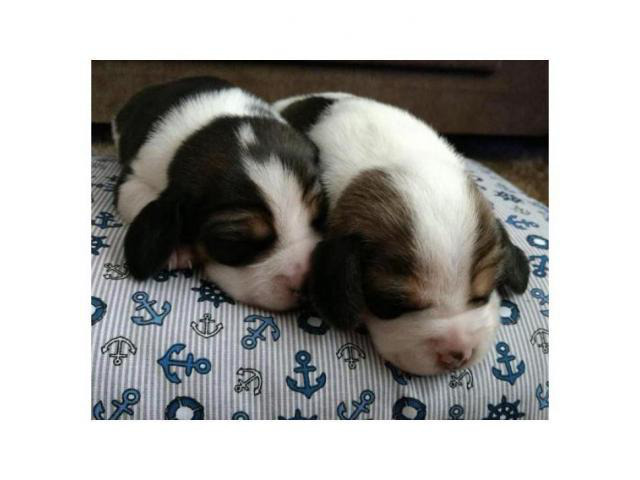 Miniature Beagle Puppies for Sale in Kentucky in Lexington