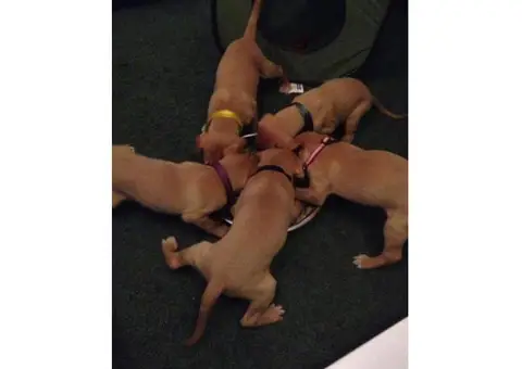 pharaoh hound puppies for sale