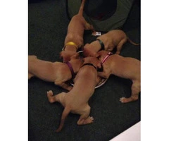pharaoh hound puppies for sale - 1