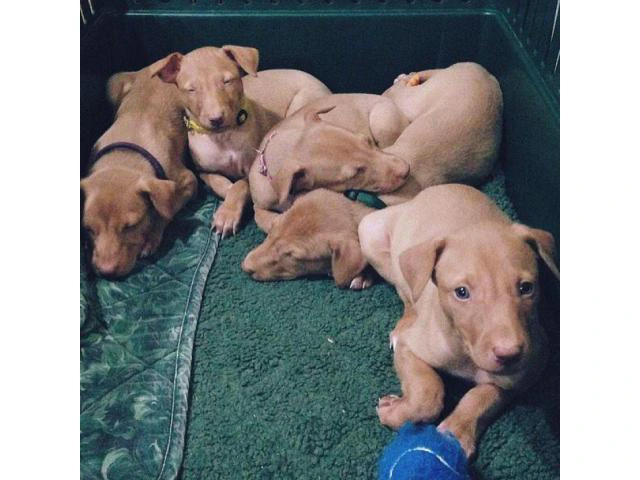 pharaoh hound puppies for sale - 2/3